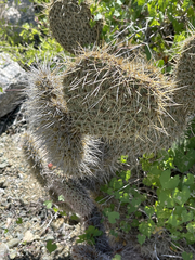 Opuntia pycnantha