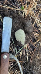 Rhizopogon