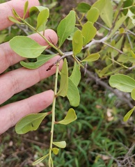 Gymnosporia senegalensis