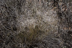 Austrostipa elegantissima