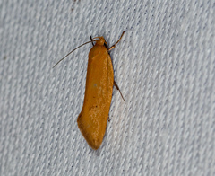 Delexocha ochrocausta