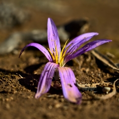 Colchicum filifolium