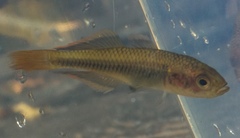 Hypseleotris galii