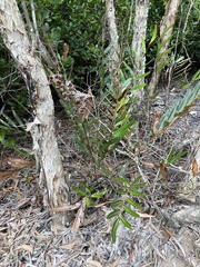 Acrostichum speciosum