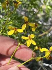 Coreocarpus dissectus