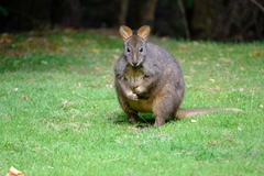 Thylogale billardierii