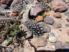 Numida meleagris coronatus