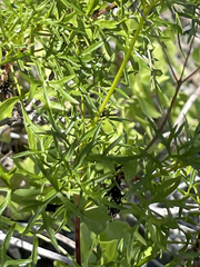 Coreocarpus dissectus