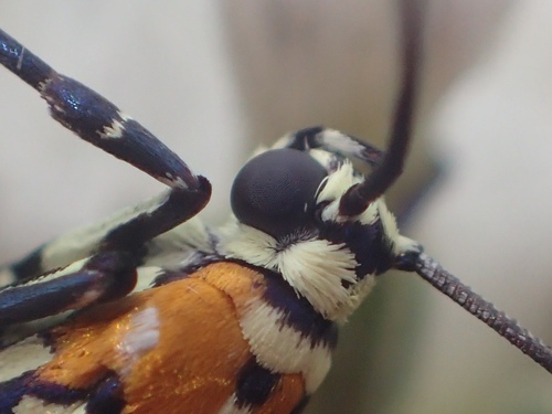Ailanthus webworm