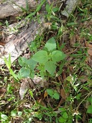 Ageratum houstonianum