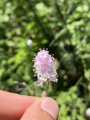 Boerhavia xantii