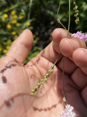 Boerhavia xantii