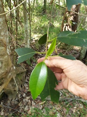 Ficus rubiginosa