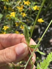 Boerhavia xantii