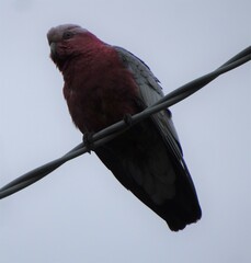 Eolophus roseicapilla