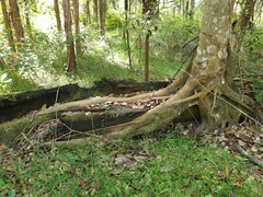 Ficus rubiginosa