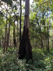 Eucalyptus tereticornis