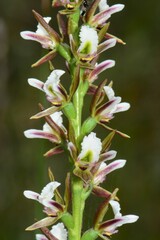 Prasophyllum odoratum