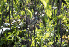 Emberiza fucata