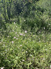 Boerhavia xantii