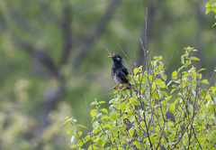 Spodiopsar cineraceus