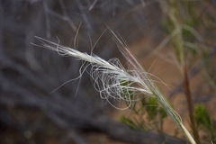 Austrostipa elegantissima