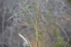 Austrostipa elegantissima