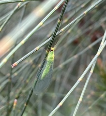Apertochrysa edwardsi