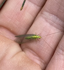 Apertochrysa edwardsi