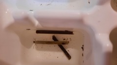 Triplectides dolichos