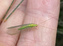 Apertochrysa edwardsi