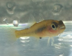 Hypseleotris galii