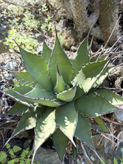 Agave margaritae