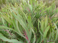 Protea burchellii