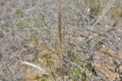 Austrostipa elegantissima