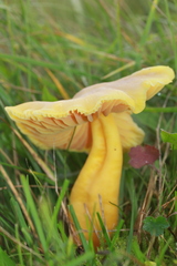 Hygrocybe quieta