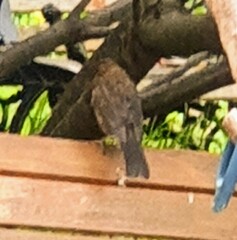 Turdus merula