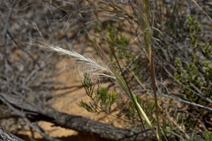 Austrostipa elegantissima