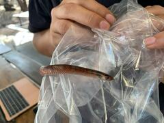 Brachyurophis australis
