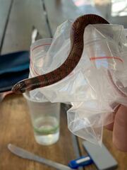 Brachyurophis australis