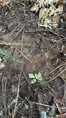 Rhizopogon