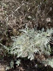 Artemisia arborescens
