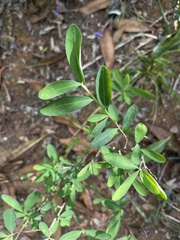 Erythroxylum delagoense