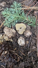 Rhizopogon