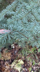Abies magnifica shastensis