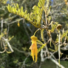 Sophora tetraptera