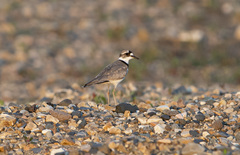 Charadrius placidus