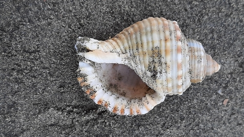 Linatella caudata observed 2022-11-01