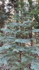 Abies magnifica shastensis