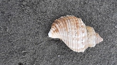Linatella caudata